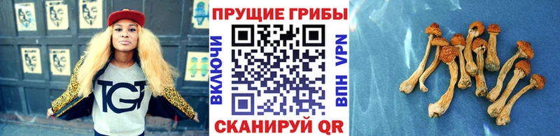 Псилоцибиновые грибы прущие грибы  Нефтегорск 